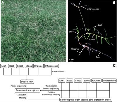 Organ-Specific Transcriptome Analysis Identifies Candidate Genes Involved in the Stem Specialization of Bermudagrass (Cynodon dactylon L.)